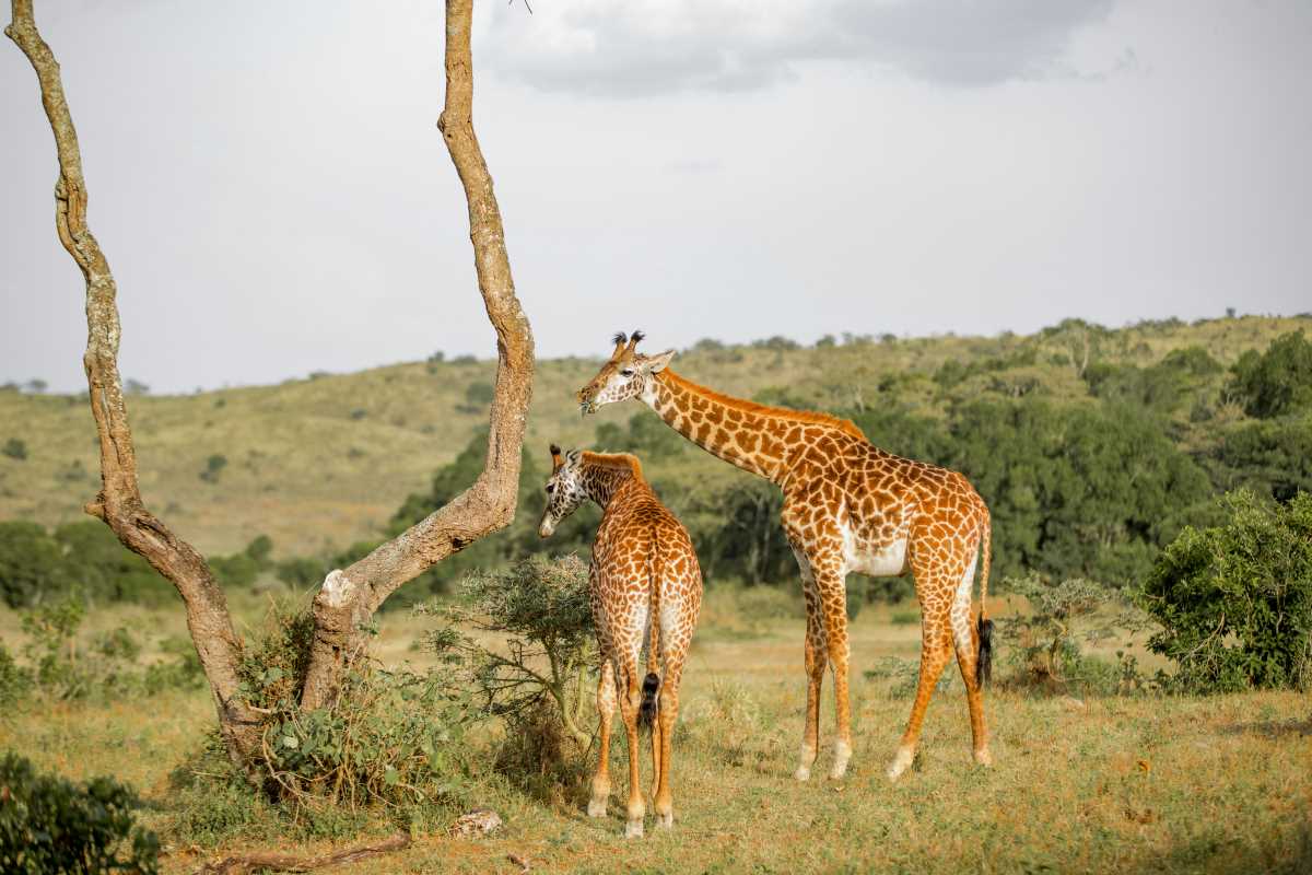 Roam with the Wild: Discovering Africa's Best Wildlife Tours